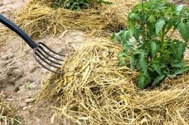 Straw Mulch In Gardens Tips For Using Straw As Mulch For Vegetables Garden Mulch Straw Mulch Organic Mulch