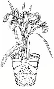 Iris Peat Pot Colorful Flowers Coloring Pages Coloring Books