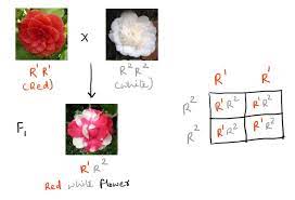 An example is a white flower and a red flower producing offspring with red and white patches. Incomplete Dominance And Codominance What Is The Difference Now I Know