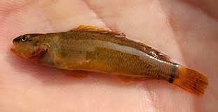 Image result for Tinnea eriocalyx