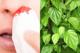 We did not find results for: Jangan Sumbat Dengan Daun Sirih Ikuti 5 Langkah Redakan Mimisan Yang Tepat