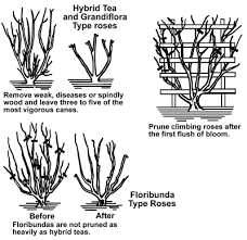 May 05, 2021 · pruning to rejuvenate if you are pruning an azalea in order to rejuvenate the plant because it's become spindly or sparse, locate three to five of the largest branches on the azalea bush. Pruning Ornamental Plants In The Landscape Uga Cooperative Extension
