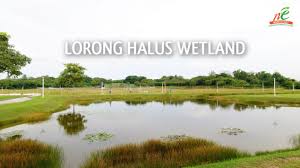 Sengkang pcn red bridge to lorong halus. North East Community Development Council Exploring The North East Lorong Halus Wetland Facebook