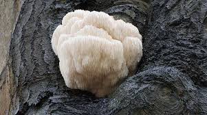 What would you think about eating a mushroom that looks a little. Lion S Mane Products Indigo Herbs