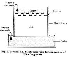 Recombinant Dna Technology With Diagram