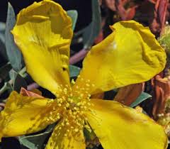 Image result for Hypericum roeperianum