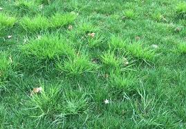 Image result for Poa