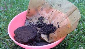 wist je dat koffiedik goed is voor de tuin koffiedrab bevat waardevolle voedingsstoffen en sporenelementen zoals stikstof fosfo koffiedik tuin planten kweken