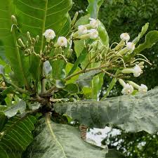 Image result for Congolanthus