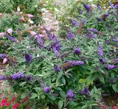 Image result for Buddleja pulchella