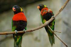 34 Beautiful Birds For Sale Ideas In 2021 Birds For Sale Beautiful Birds Birds