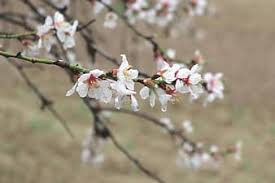 Check spelling or type a new query. Page 6 Royalty Free Almond Blossoms Photos Pikist