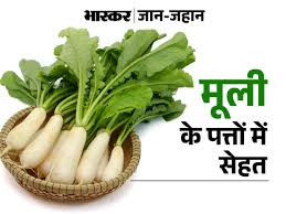 Radish leaves are more beneficial than radish | मूली से ज्यादा फायदेमंद  मूली के पत्ते: हाजमा दुरुस्त रखे, बीमारियों से लड़े, खून साफ करे, गठिया में  रामबाण | Dainik Bhaskar