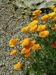 Image result for Eschscholzia