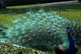 Birds Native To Virginia Beach Peacock Peacock Pictures Beautiful Birds Most Beautiful Birds