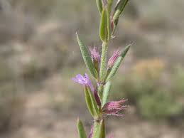 Image result for Micromeria