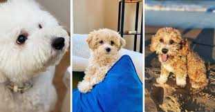 Maybe you would like to learn more about one of these? French Boodle Dog Breed French Bulldog Poodle Mix