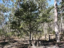 Image result for Psydrax parviflora