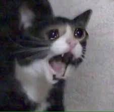 All rights belong to it's rightful owner/owner's. Reaction Pics N Memes On Twitter This Crying Cats Video Is My Mood 24 7 Https T Co Tupsldpipw