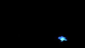 Blue Bird Anime Amino Nelly furtado im like a bird. blue bird anime amino