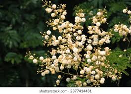 Image result for Acacia schweinfurthii