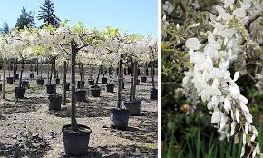 Maybe you would like to learn more about one of these? Wisteria Floribunda Black Dragon Umbrella Wisteria Types Of Soil Purple Wisteria