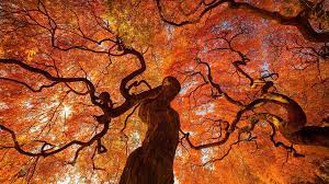 Huge Wallpaper Dump Windows 10 Lock Screen Images 1920 X 1080 Autumn Trees Painting Photo Tree
