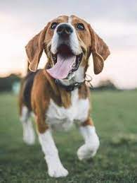 Beagle Mania