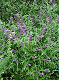 This is considered to be the normal color form for the species. Mexican Bush Sage Garden Housecalls