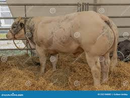 Large Beefy Bull Stood in Straw Stock Photo - Image of industry, fence:  252184882