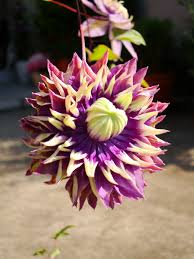 Tanaman vining yang kuat ini memiliki beberapa kelas pemangkasan. Clematis Taiga Stunning Brand New Exclusive Taiga Clematis In Stock Now