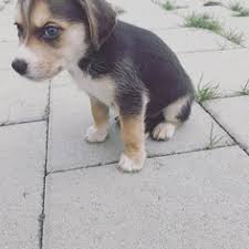 We did not find results for: Beagle Puppies For Sale In Nj L2sanpiero