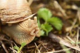 In Unserem Garten Kriecht Die Schnecke Schnecken Fingerspiele Schnecke Basteln