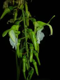 Image result for Siphonochilus kilimanensis