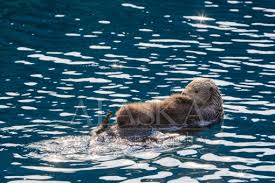 Browse 133 baby otters stock photos and images available, or search for baby animals or baby bears to find more great stock photos and pictures. Alaska Sea Otter Stock Photos Alaska Photography Co