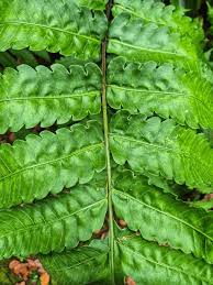 Image result for Christella dentata