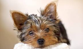 I can be purchased for $700. How Much To Feed A Yorkie Puppy 4 Week 6 Week 8 Week Old