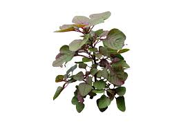 Image result for Amaranthus dubius