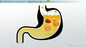 What are the reactants of cellular respiration? What Is The Chemical Equation For Cellular Respiration Video Lesson Transcript Study Com