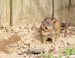 Things You Should Consider Before Choosing Chipmunks As Pets