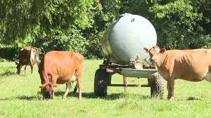 Dermatose Nodulaire: L'épidémie Bovine S'étend! Ce Que Vous Devez Savoir