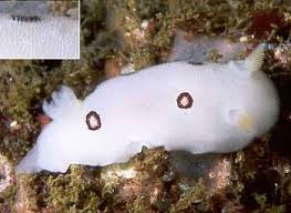 Image result for Selago dinteri