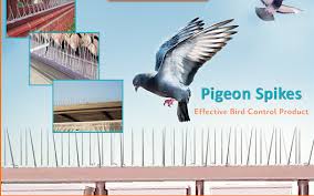 Bird Control Services In 2020 Get Rid Of Pigeons Pigeon Bird Control