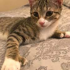 Those kitties are polydactyl, a greek term meaning many digits or toes. 7 Amazing Facts About Polydactyl Cats