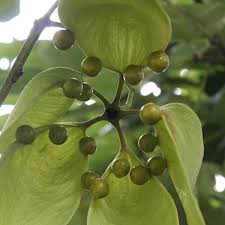 Image result for Firmiana