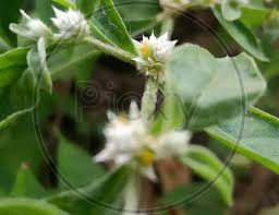 Image result for Alternanthera caracasana