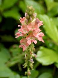 Image result for Indigofera demissa