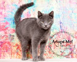 How to search for pet friendly apartments in orange county, fl? Free Cat Kitten Adoptions Kittenzilla At Orange County Animal Services Hot Dog Pet Photography