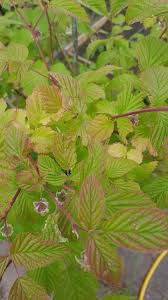 Dehydration can also cause yellow leaves. Raspberry Leaves Turning Red And Yellow Help Gardening Landscaping Stack Exchange