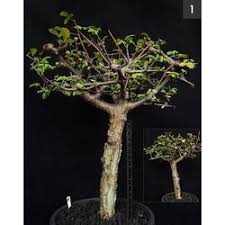 Image result for Commiphora pteleifolia